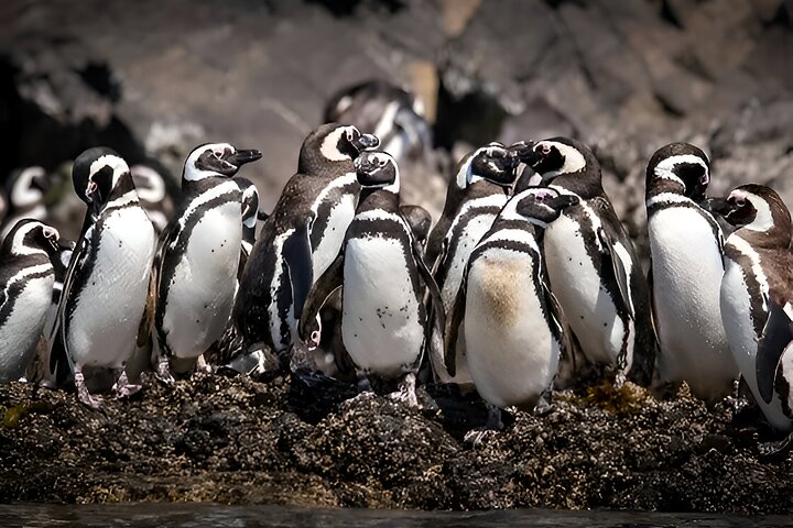 Pingüineras de Puñihuil